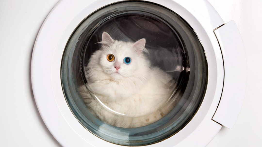 Кот-космонавт отдыхает в барабане стиральной машины